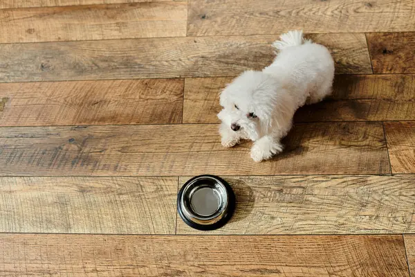Small white Bichon Frise dog standing on wooden floor. — Stock Photo