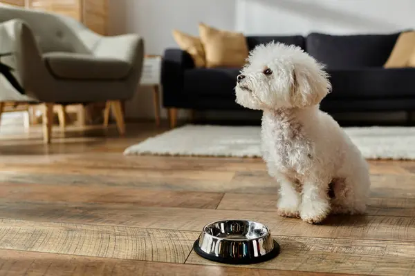 Small white dog, bichon frise, sits by water bowl. — Stock Photo