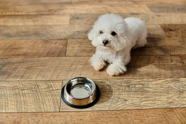 Piccolo cane bianco in piedi accanto alla ciotola dell'acqua — Foto stock