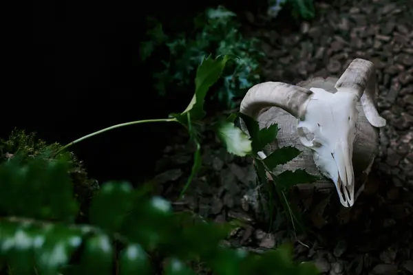 A close-up shot of a ram skull nestled among vibrant green foliage. — Stock Photo