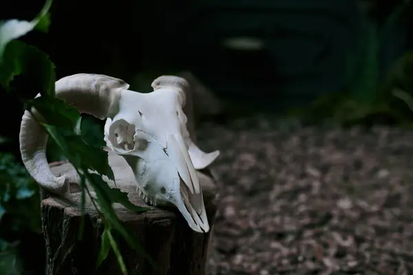 A white ram skull sits on a tree stump in the shade of the forest. — Stock Photo