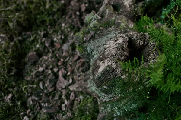 Old stump of tree near swamp covered with moss. — Stock Photo