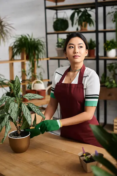 Una mujer asiática en un delantal tiende a una planta en maceta en su tienda de plantas. - foto de stock