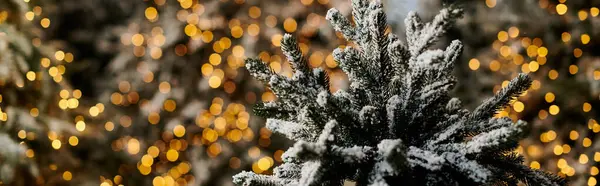 Snow-covered pine trees sparkle with festive lights, creating a magical atmosphere for the holidays. — Stock Photo