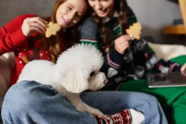 Two friends in festive sweaters enjoy a holiday celebration with their cute Bichon Frise in the living room. — Stock Photo
