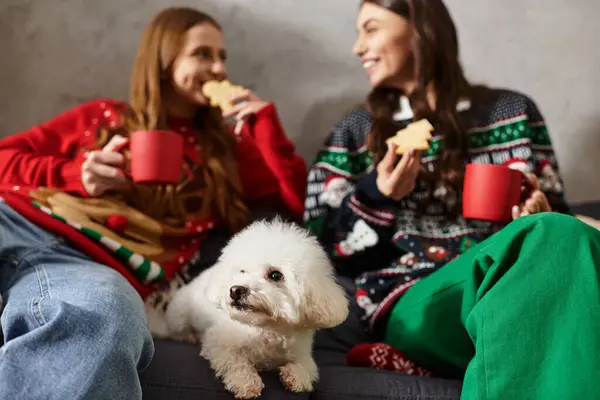 Two girlfriends in warm sweaters share holiday cookies and mugs while their cute Bichon frise looks on. — Stock Photo