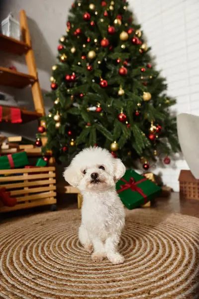 Playful Bichon frise by the festive Christmas tree with presents — Stock Photo