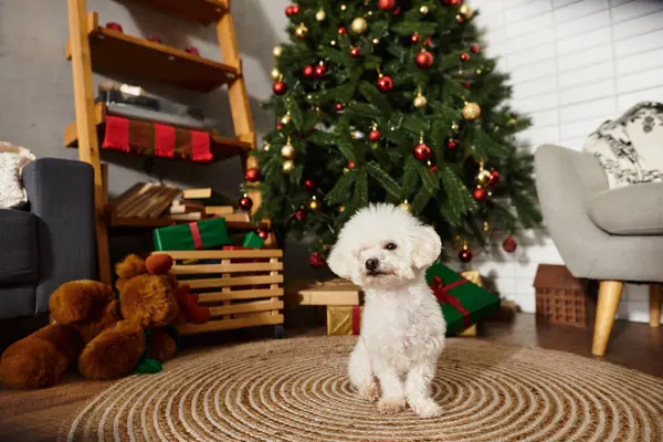 Cute Bichon frise by the festive Christmas tree with presents — Stock Photo