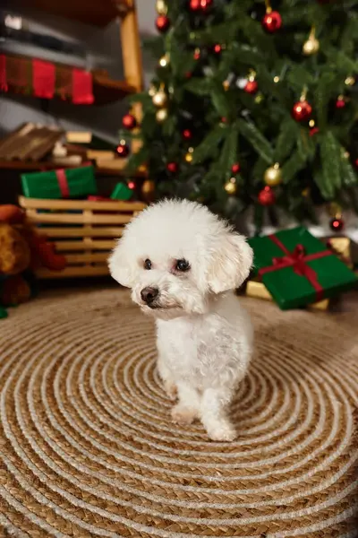 Cute Bichon frise sitting by the festive Christmas tree with presents — Stock Photo