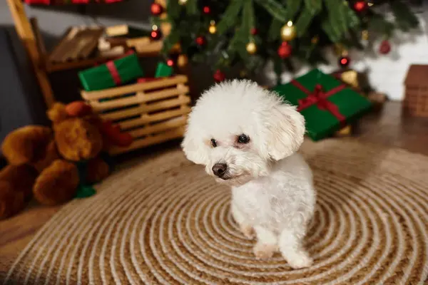 Cute Bichon frise with white color fur sitting in a festive decorated for Christmas room — Stock Photo