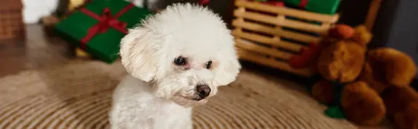 Bichon frise with white fur sitting in a festive decorated for Christmas room — Stock Photo