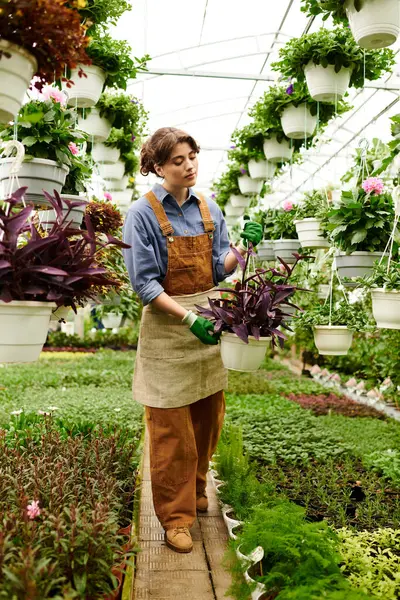 Um jardineiro dedicado cuida de suas plantas penduradas dentro de uma estufa exuberante, mergulhando em felicidade. — Fotografia de Stock