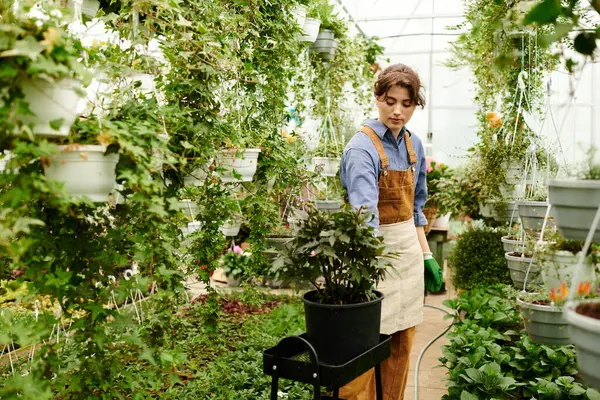 Em uma estufa animada, uma mulher nova tende a florescer plantas, incorporando jardinagem bem-aventurada. — Fotografia de Stock