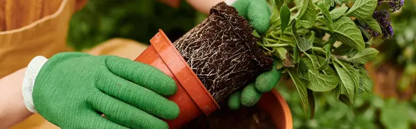 Una foto recortada de un jardinero trasplantando plantas en un invernadero soleado, pancarta - foto de stock