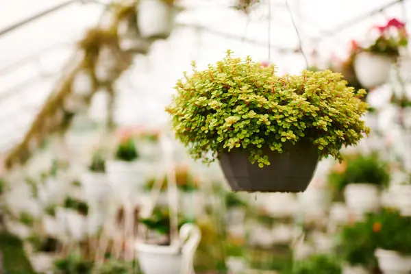 Green plants flourish within a greenhouse, creating a serene environment filled with life. — Stock Photo
