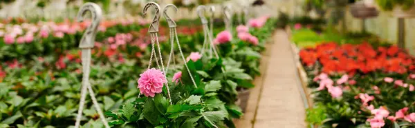 Lush green plants thrive in a well-maintained greenhouse infused with colorful blooms, banner — Stock Photo