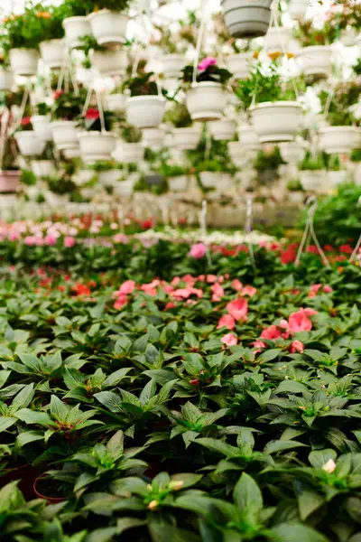 Colorful green plants thrive in a greenhouse, showcasing vibrant blossoms in harmony with nature. — Stock Photo