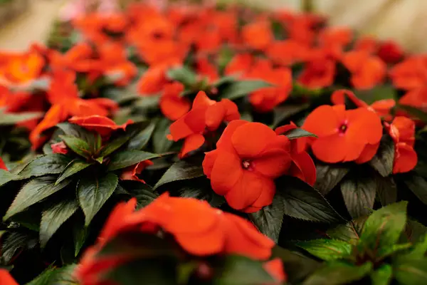 Lush green plants with red flowers thrive in a warm greenhouse — Stock Photo
