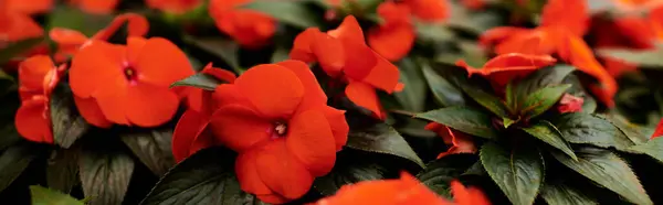 Piante verdi lussureggianti con fiori rossi in un ambiente invitante serra, banner — Foto stock