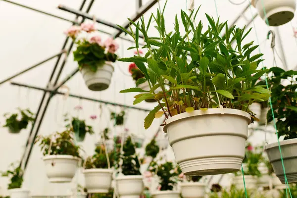 Vibrant green plants hang in a welcoming greenhouse, flourishing under bright light. — Stock Photo