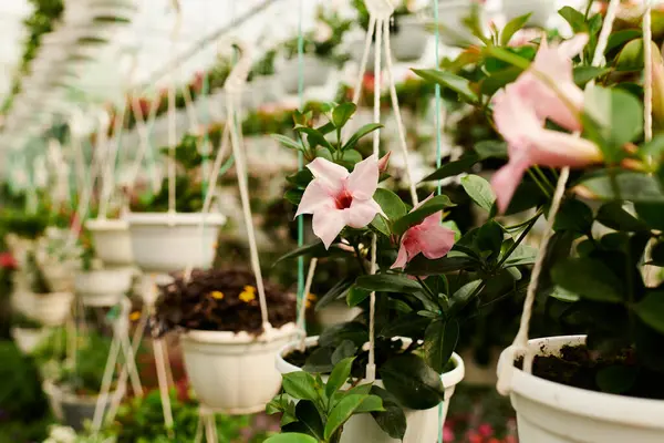 Lush green plants thrive in a well-lit greenhouse, creating a serene and healthy environment. — Stock Photo