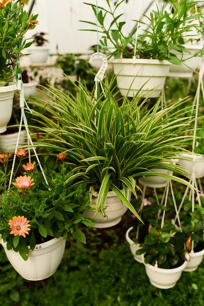 Hanging pots filled with lush green plants and blooming flowers create a serene atmosphere. — Stock Photo