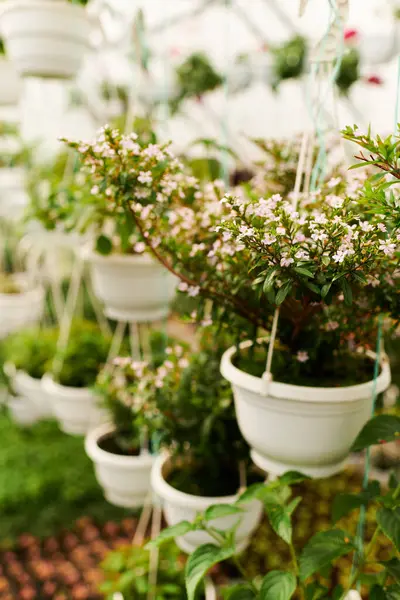 Una vibrante exhibición de plantas verdes florece en un tranquilo espacio de invernadero. — Stock Photo