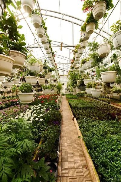 Lush green plants thrive in a well-kept greenhouse, creating a peaceful, thriving environment. — Stock Photo