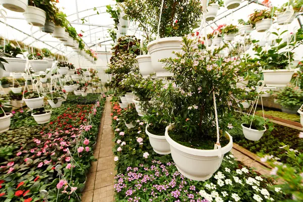 Des plantes vibrantes fleurissent dans une serre ensoleillée, affichant des fleurs et un pouce vert habile. — Photo de stock