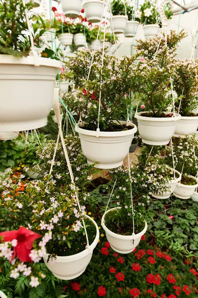 Hanging pots flourish with colorful plants, creating a serene and blissful green environment. — Stock Photo