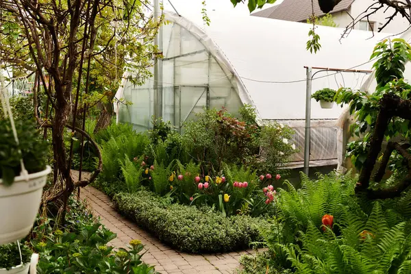 Em um ambiente ensolarado, exuberantes plantas verdes prosperam, criando uma atmosfera pacífica na estufa. — Fotografia de Stock