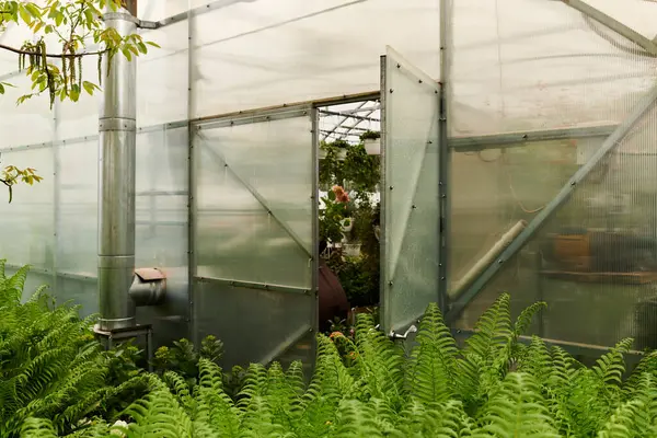 Green plants flourish inside a greenhouse, showcasing nurturing growth and a tranquil environment. — Stock Photo