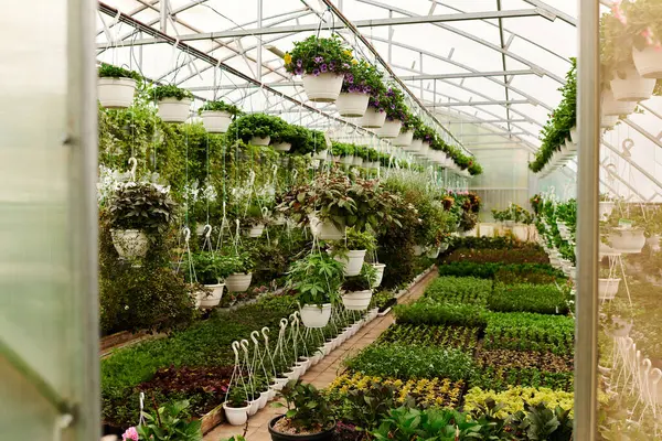 Piante verdi rigogliose prosperano in una serra spaziosa, creando un'atmosfera serena e nutriente. — Foto stock