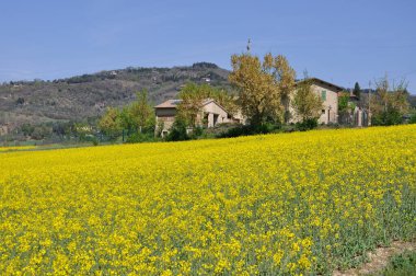 Umbria 'daki tarım arazileri ve tecavüz tarlaları