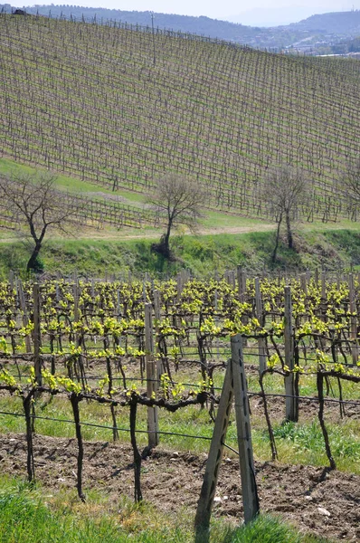 Weinanbau Frühling — Stockfoto