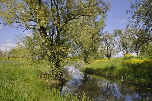 Drzewa Woda Trawa Utrechcie — Zdjęcie stockowe
