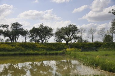 Utrecht vilayetinde bir hendekte ağaçlar