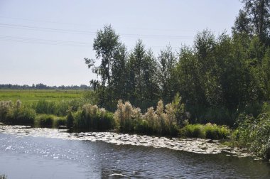 Hollanda, IJssel (Overijssel) üzerinde, 25-8-2022, Overijssel 'de çayırda otlayan inekler (IJssel üzerinde))
