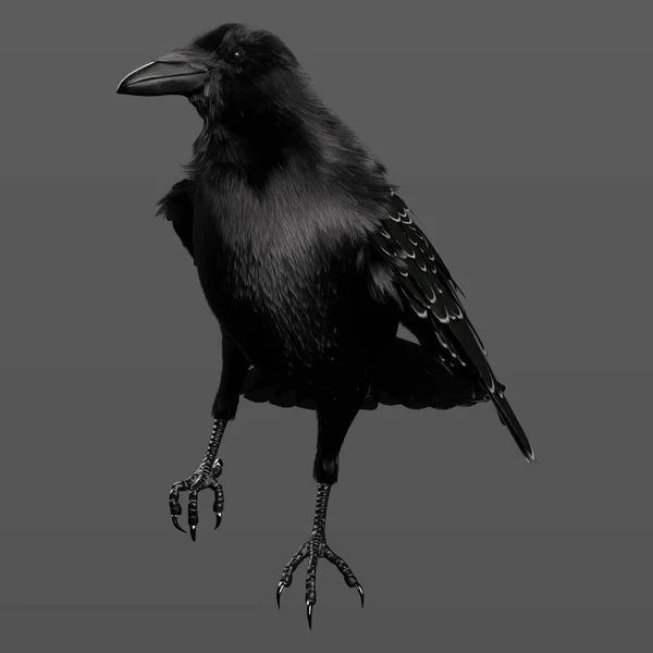 Rendering Illustration Gorgeous Black Crow Raven Sitter Och Uppflugen Isolerad — Stockfoto