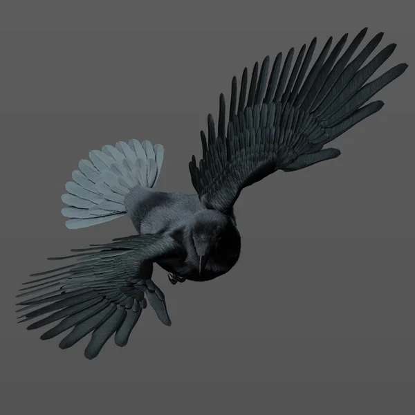 3Dレンダリング飛行中の豪華な黒いカラスレイヴンのイラスト孤立 — ストック写真