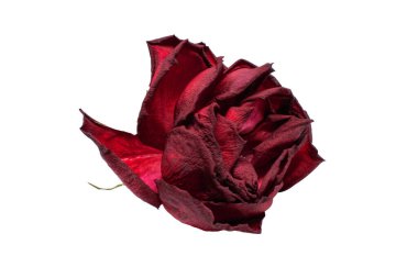 Beyaz arka planda çürüyen taç yaprakları olan güzel, eski, ölü kırmızı güllerin yakın plan fotoğrafı.