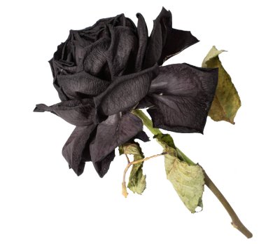 Beyaz arka planda çürüyen taç yaprakları olan güzel siyah güllerin yakın plan fotoğrafı.