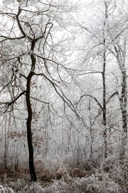 Kış manzarası. Kış ormanlarında ağaç dallarında buz, buz gibi sis. Orta Avrupa 'da kış sisi.