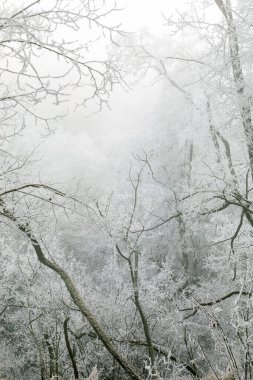 Kış manzarası. Kış ormanlarında ağaç dallarında buz, buz gibi sis. Orta Avrupa 'da kış sisi.
