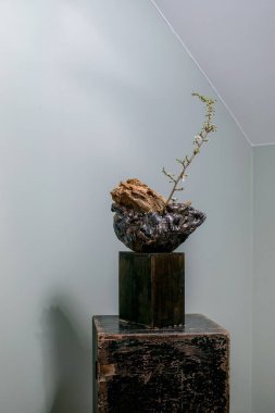 Minimalist heykel ikebana. Koyu ahşap tezgahın üzerinde, aydınlık duvarın karşısında, doğal ahşap parçasından büyüyen küçük bir bitki. Japon estetik sanatı kurulumu.