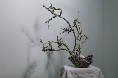 Minimalist kompozisyon ikebana bonsai ağaç dekoratif seramik tenceresi gri duvara karşı. Küçük ağaç dalları gölgeler oluşturur Zen atmosferi. Japon bahçe işleri ev dekorasyonu..