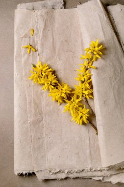 Parşömen kağıdı üzerinde parlak sarı forsythia çiçekleri dalları. Doğal desenli arka planda sıralanmış narin taç yapraklarıyla bahar çiçekleri. En düşük botanik bileşimi.