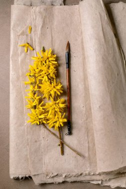 Ahşap boya fırçasının yanındaki dut kağıdının üzerinde çiçekler olan parlak sarı forsythia dalı. Doğal elementlere sahip sanatsal kompozisyon ve tarafsız arkaplanda resim aracı.