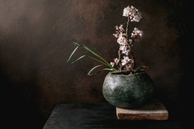Narin pembe kiraz çiçekleri, koyu kahverengi arkaplan dokusuna karşı taştan yapılmış yeşil seramik kapta ikebana 'yı düzenledi. Minimalist Japon tarzı kompozisyon.