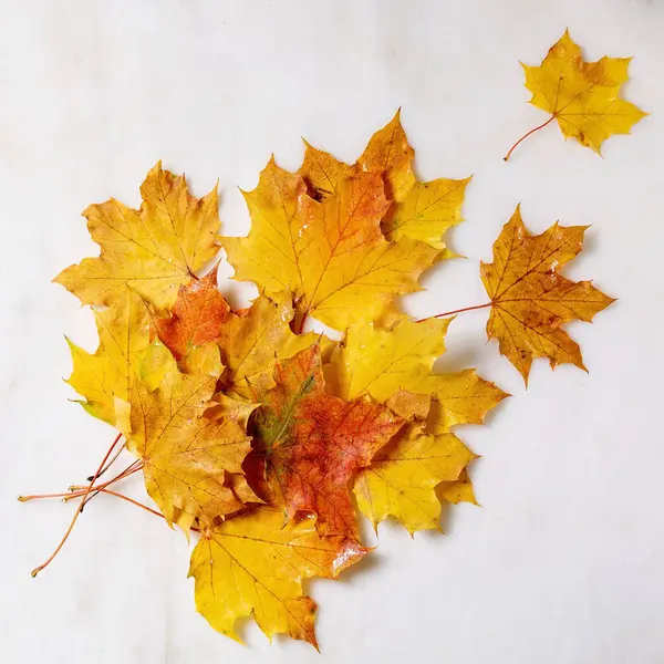 Kırmızı ve sarı sonbahar akçaağaç yaprakları beyaz mermer zemin üzerinde. Düz yatıyordu. Yaratıcı arkaplanı düşür.